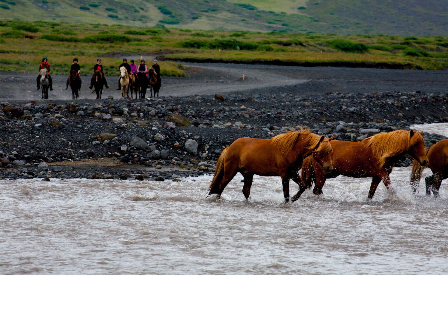 Riding with the Herd in Iceland 